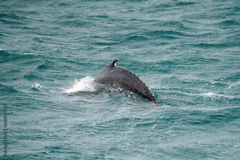 Naklejka premium humpback whale arched back rising above the water