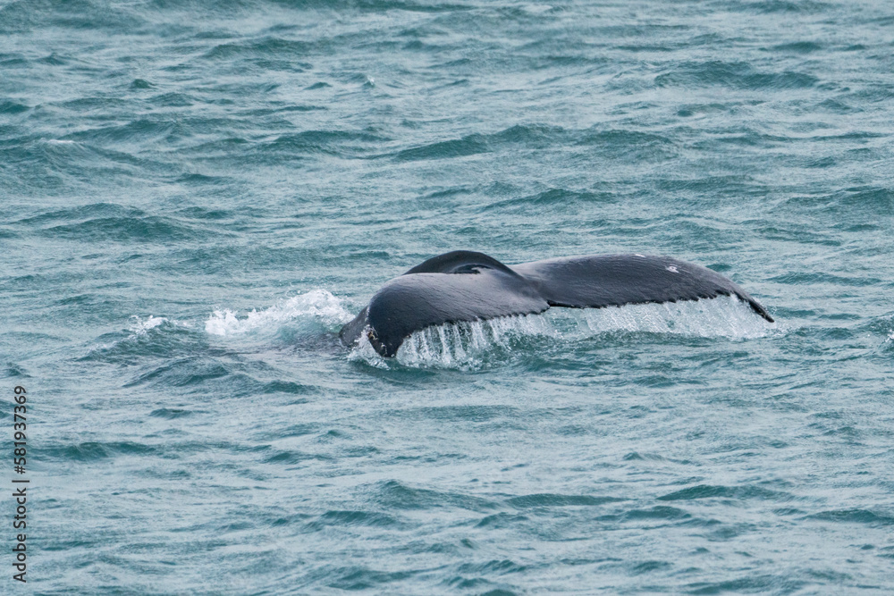 Fototapeta premium humpback whale tale above the water photograph