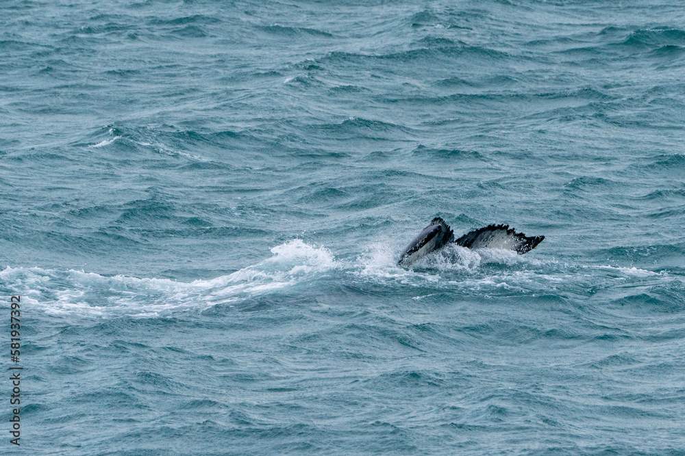 Naklejka premium humpback whale tale above the water photograph