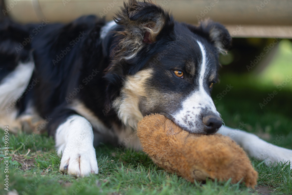 Portrait of a lovely puppy dog border collie playing with his toy Portrait of a lovely puppy dog border collie playing with his toy
