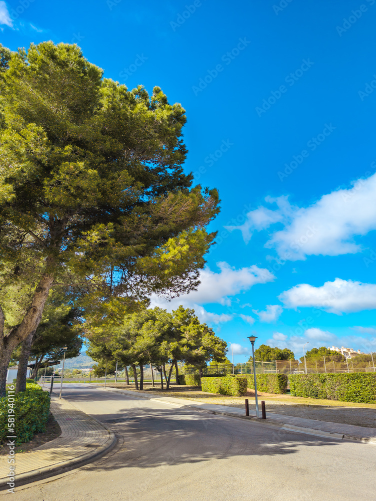 Trees at a park in Sa Coma, Mallorca