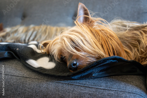 Obraz na płótnie The Australian Silky Terrier lies on a gray chair and rest