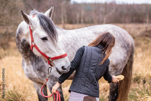 hispanic mid woman rider grooming and cleaning an andalusian pure spanish horse. equine care