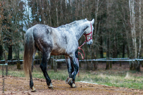 Quadro em tela beautiful outdoor portrait from andalusian pure spanish purebred horse
