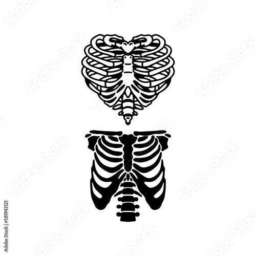 vector illustration of human ribs