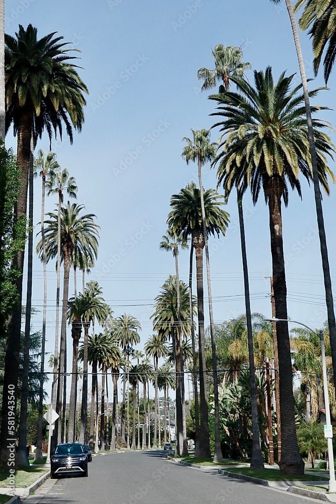 palm trees on the street country in LA