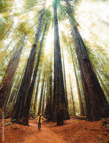 Female hiker exploring the Humboldt Redwood Forest State Park in Autumn photo