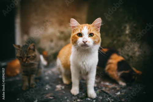 Group of homeless cats in the city. © M-Production
