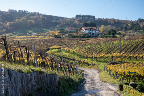 Hilly txakoli grape vineyards, making of Txakoli or chacolí slightly sparkling, very dry white wine with high acidity and low alcohol content, Getaria, Basque Country, Spain