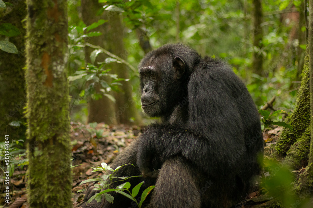 A Chimpanzee is having a good time in the forest A Chimpanzee is having a good time in the forest