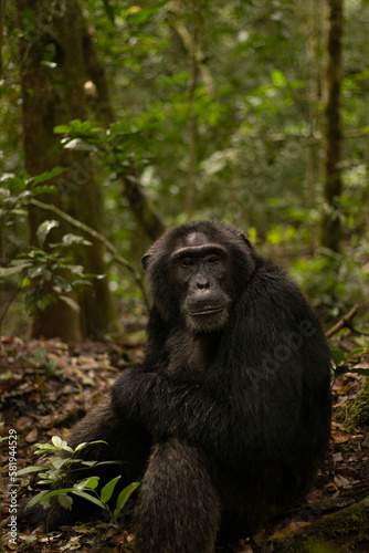 A Chimpanzee is having a good time in the forest