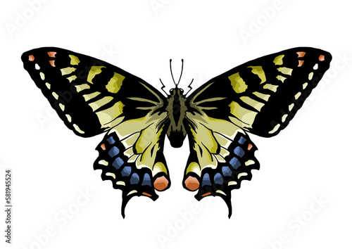 Butterfly ilustration color 