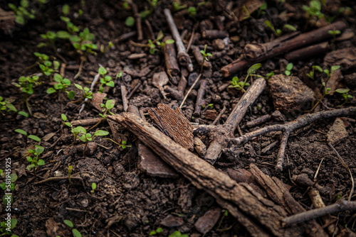 sticks and sprouts growing from the ground