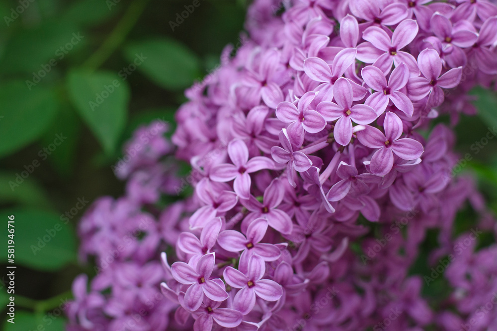 Lilac flowers background. Spring floral background with pink lilac flowers. Spring bloom. Lilac bush. Lilac flowers background. Spring floral background with pink lilac flowers. Spring bloom. Lilac bush.