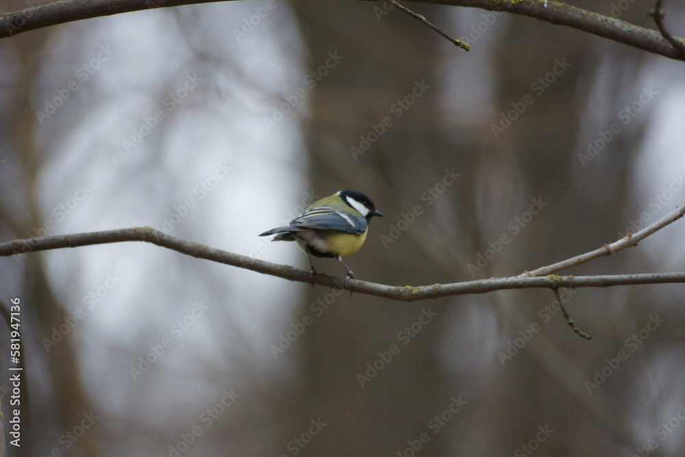 A titmouse bird on a branch sings soon summer will come again. A titmouse bird on a branch sings soon summer will come again.