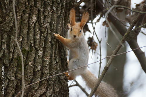 Fototapeta Naklejka Na Ścianę i Meble -  The squirrel clutched the tree with its claws, looks who is walking and running there