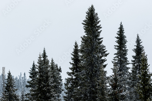 Spruce trees in a winter setting