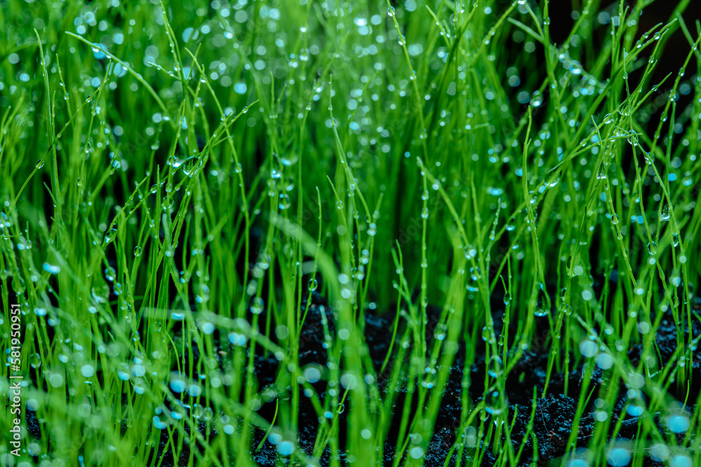 Obraz premium Wet green grass closeup view