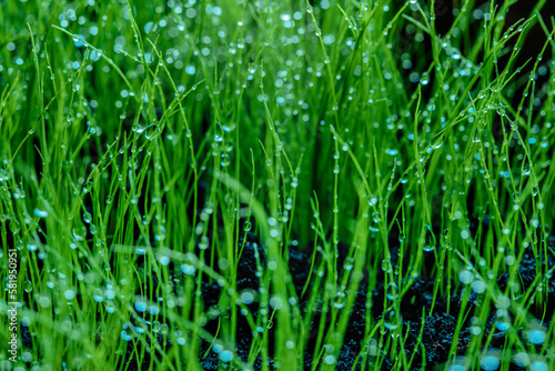 Wet green grass closeup view