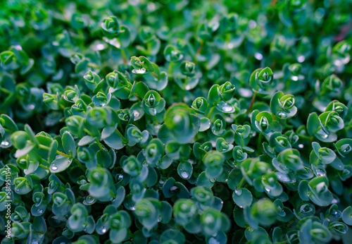 Green groundcover plant close-up view