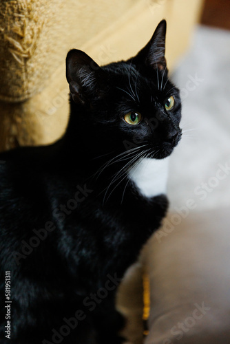 Black cat with white markings sitting in the living room and intensely looking