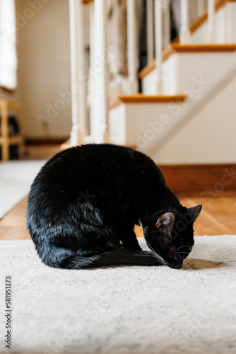 Black cat with white markings sitting in the living room and sniffing the floor