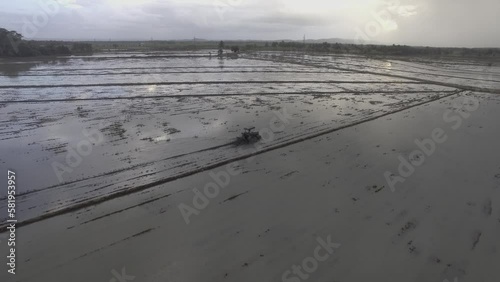 Rice plantation with tractor and birds