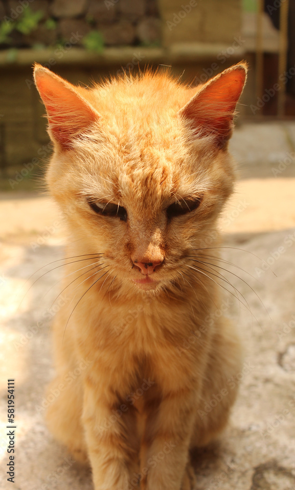 adorable cute stray cat photo adorable cute stray cat photo