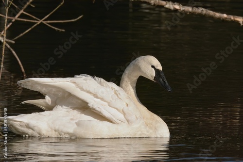 Fototapeta Naklejka Na Ścianę i Meble -  Trumpeter Swan on a lake