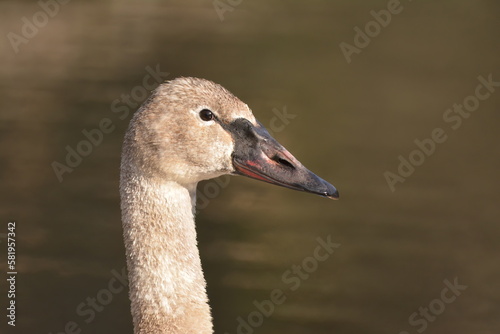 Trumpeter Swan Close-up © Birdmanclark