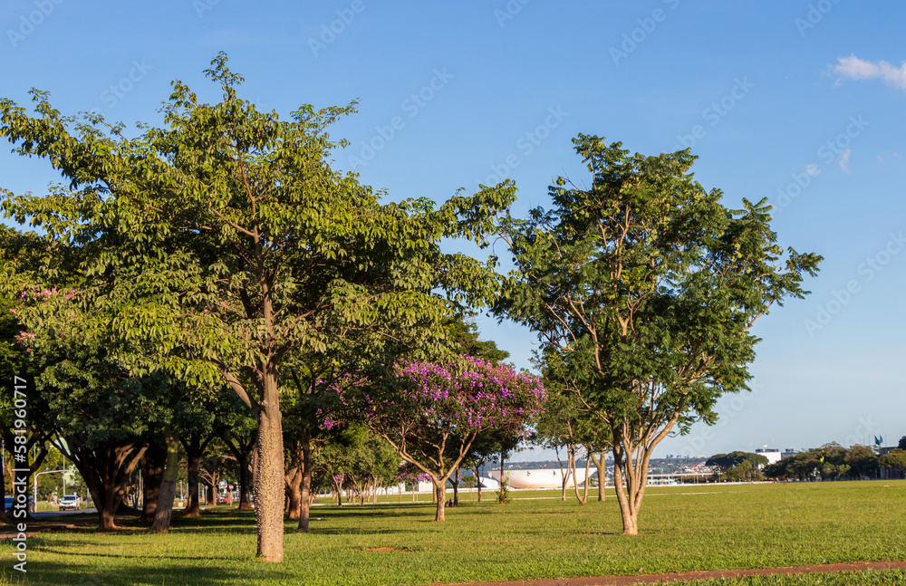 Fototapeta premium Brasilia capital of Brazil