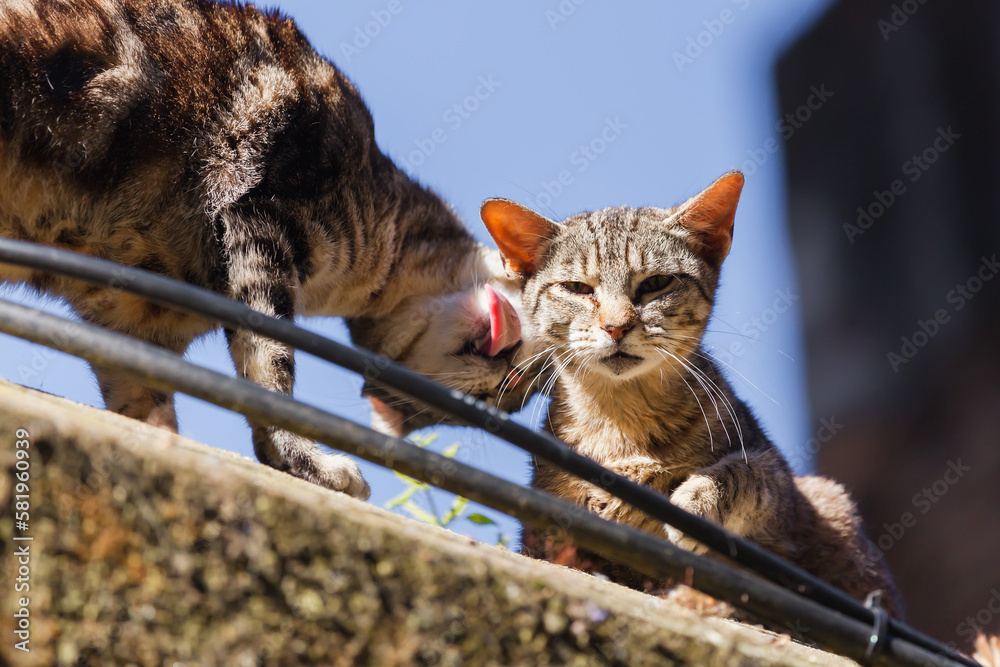 Obraz premium two street cats, one licks the others fur