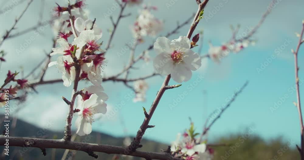 White pink flowers of almond blossom on tree in spring mountain nature against blue sky. White pink flowers of almond blossom on tree in spring mountain nature against blue sky.