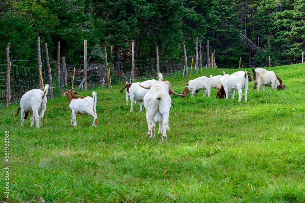 Fototapeta premium Small baby domestic goats playing in a field within a fenced in pen with a nanny goat. The young kids have a red color head with horns and a white body. The mother has tan colored hair. 
