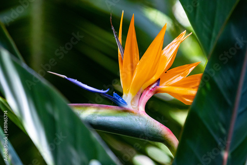 Beautiful unique Bird of Paradise (Strelitzia reginae) plant with orange and blue flowers on the green background. Brisbane Botanic Gardens Mt Coot-tha, Queensland, Australia