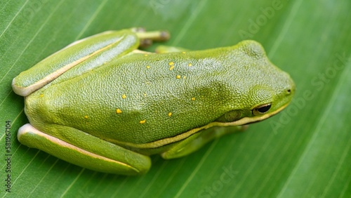 frog on a leaf