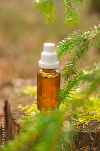  Pine oil.homeopathic remedies. Herbal tincture in spruce branches.Treatment with natural herbal remedies.tincture in a glass brown bottle on a stump in the rays of the sun in the forest.