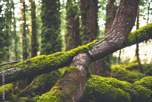 Extreme Close Up of Fallen Trees Covered in Moss in Forest Generative AI illustration.