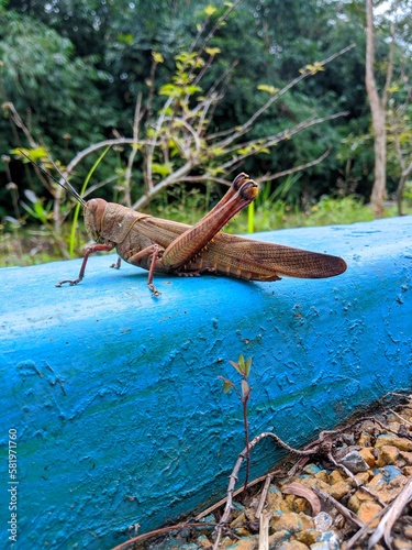 a grasshopper on the sidewalk photo