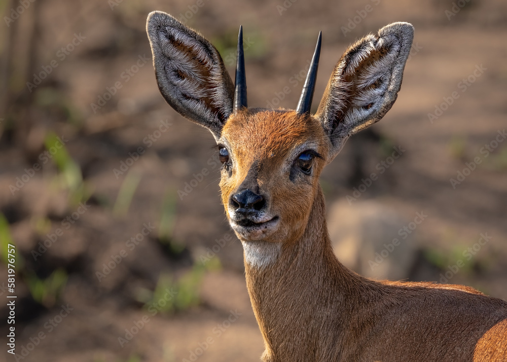 A Steenbok on full alert in the Kruger National Park A Steenbok on full alert in the Kruger National Park