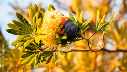 Obraz na płótnie Coastal Banksia Tree, flower and rainbow lorikeet in the morning sunrise light