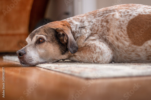Older dog resting on a rug in the doorway
