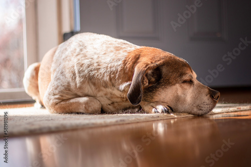 Dog sleeping in front of front door
