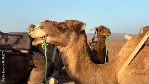 Close up several camels eating and munching in Sahara desert in Africa