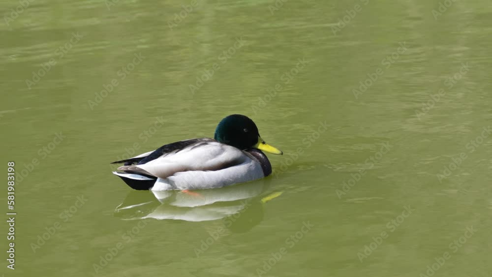 mallard in a pond mallard in a pond