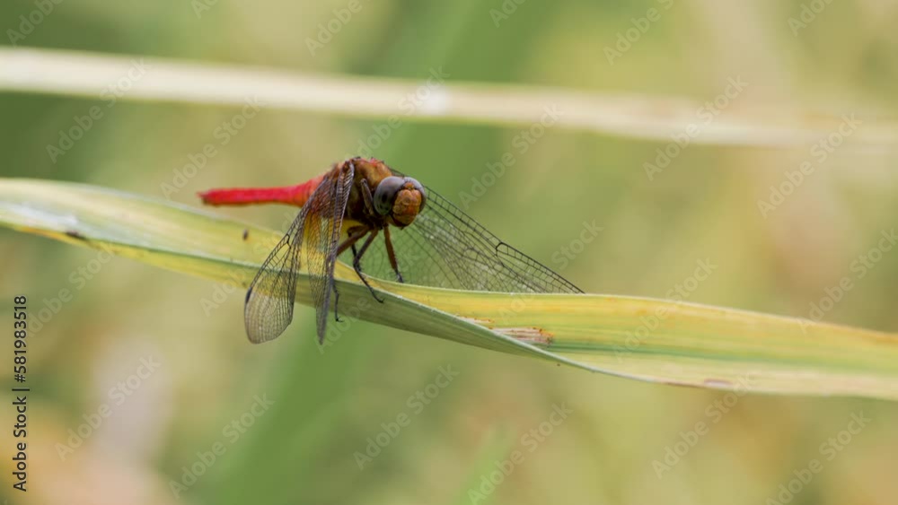 A red dragonfly or ditch jewel (brachythemis contaminata) perched on the leaves of a rice plant