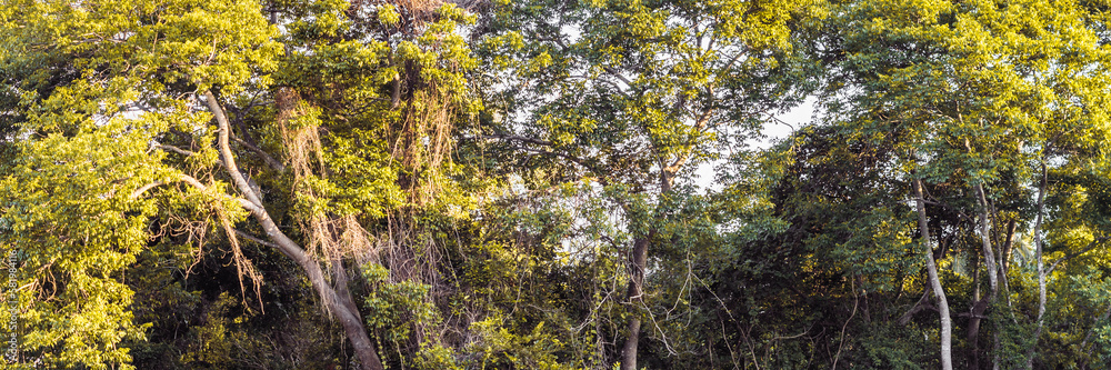 PANORAMA huge Lush crown tall trunk of jungle evergreen forest green yellow trees sky BACKGROUND. Summer Day Time Wallpaper View LANDSCAPE morning sunshine PANORAMA huge Lush crown tall trunk of jungle evergreen forest green yellow trees sky BACKGROUND. Summer Day Time Wallpaper View LANDSCAPE morning sunshine