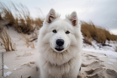 Close up of a white Samoyed dog's muzzle on a snowy Saulkrasti beach dune in Latvia. Generative AI