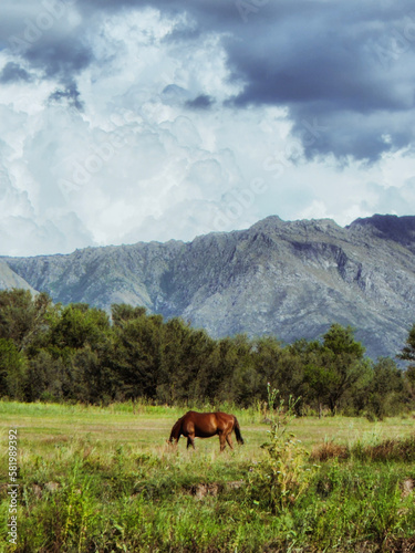 horse in the mountains © Nicolas