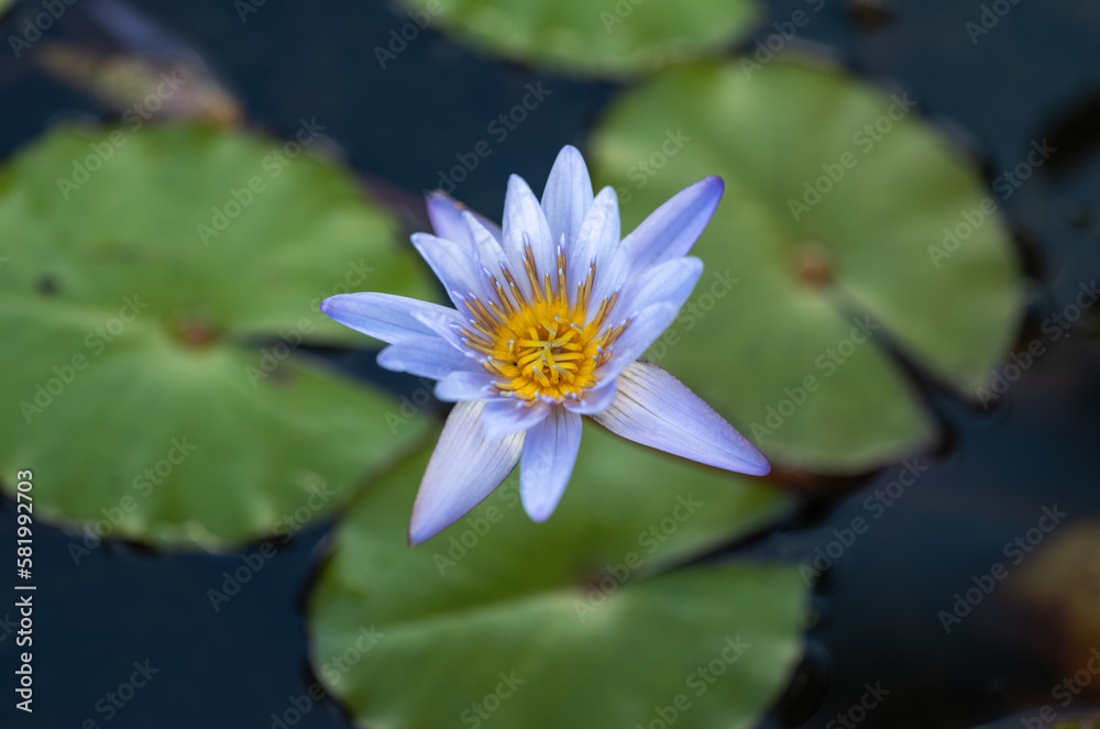 Violet and Yellow Lotus Flower in a Koi Pond. Violet and Yellow Lotus Flower in a Koi Pond.